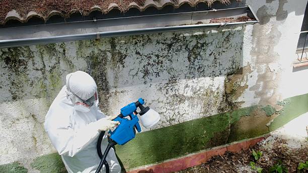 Top rated local Mold Remediation specialists in Peoria, AZ